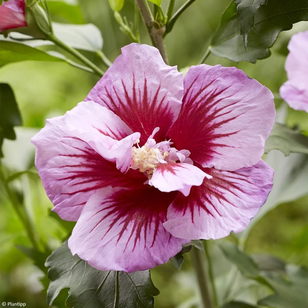 Hibiscus Syriacus Flower Tower Purple - Althea Rose à Coeur Rouge 1 Hibiscus Syriacus Flower Tower Purple - Althea Rose à Coeur Rouge