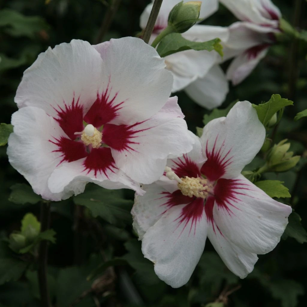 Hibiscus Syriacus Shintaeyang - Althéa Blanc à Coeur Rouge Cerise 1 Hibiscus Syriacus Shintaeyang - Althéa Blanc à Coeur Rouge Cerise