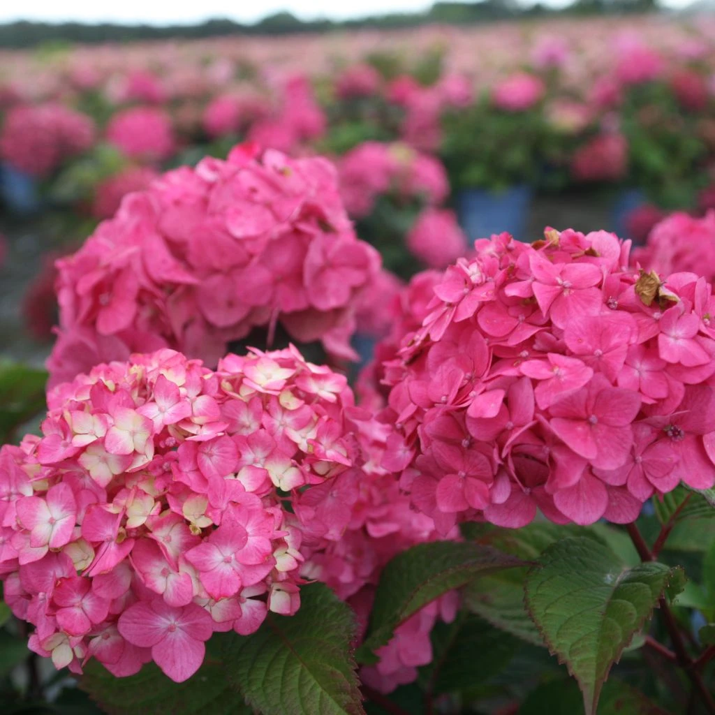 Hortensia - Hydrangea Macrophylla Endless Summer Bloomstar 1 Hortensia - Hydrangea Macrophylla Endless Summer Bloomstar