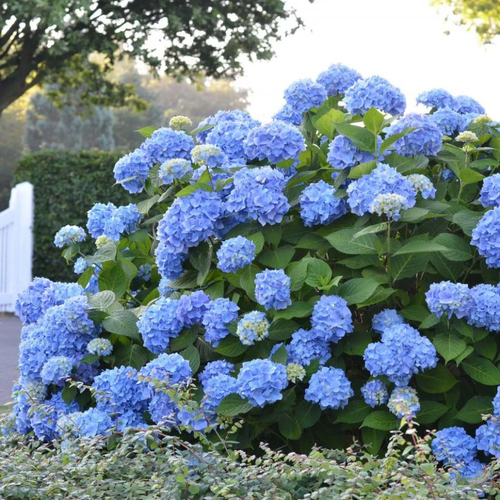 Hortensia - Hydrangea Macrophylla Endless Summer The Original (bleu) 1 Hortensia - Hydrangea Macrophylla Endless Summer The Original (bleu)