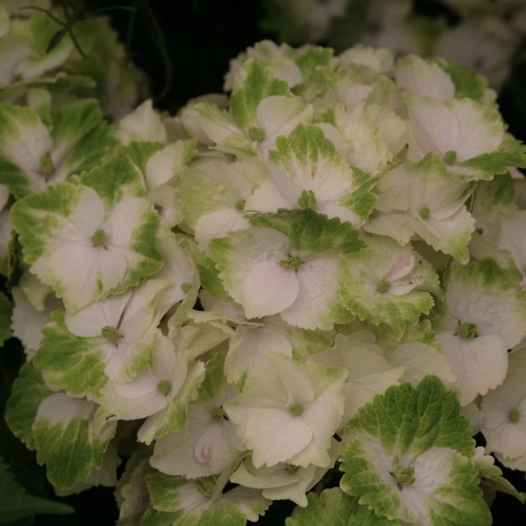Hortensia - Hydrangea Macrophylla Magical Noblesse 1 Hortensia - Hydrangea Macrophylla Magical Noblesse