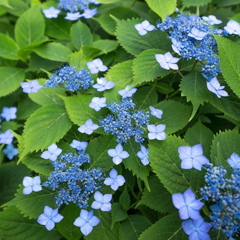 Hortensia Serrata Annie's Blue 1 Hortensia Serrata Annie's Blue