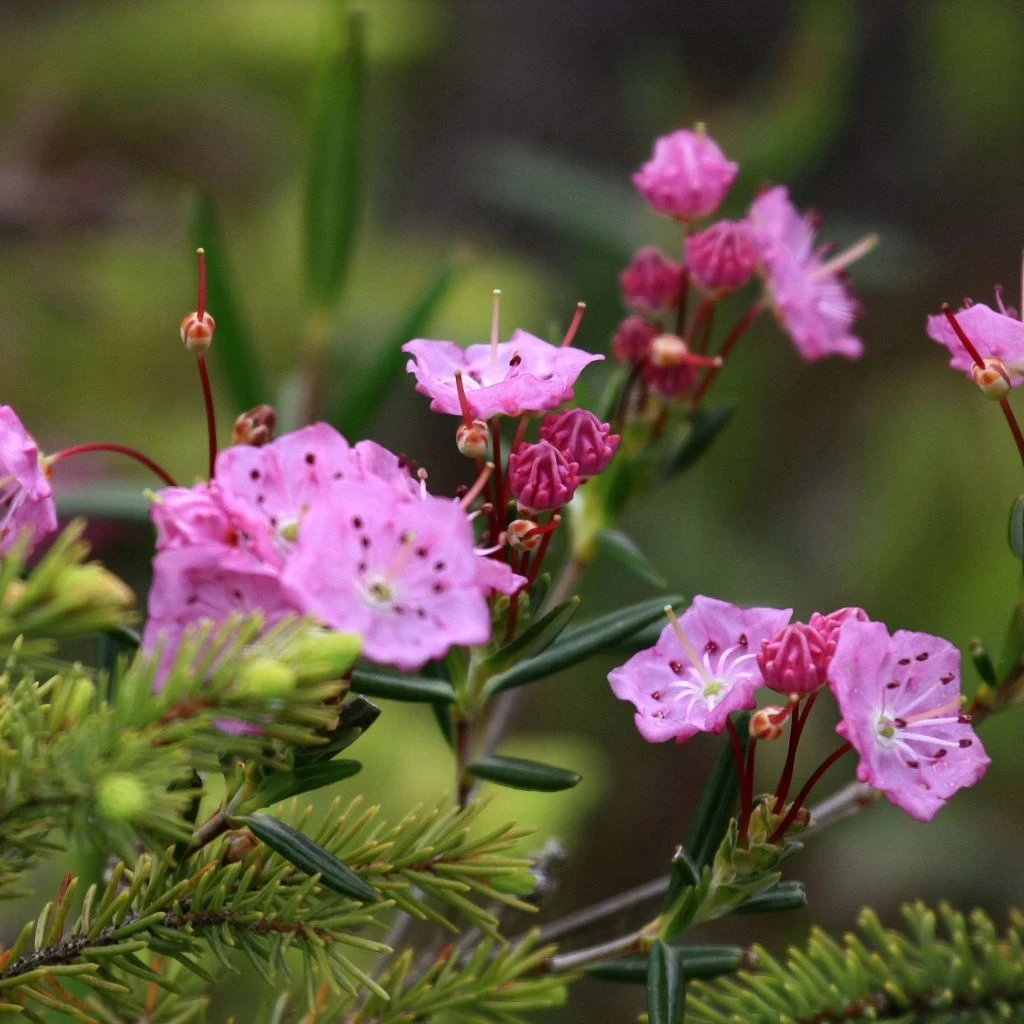 Kalmia Polifolia - Laurier Des Montagnes à Feuilles D'andromède 1 Kalmia Polifolia - Laurier Des Montagnes à Feuilles D'andromède