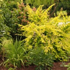 Kolkwitzia Amabilis Maradco - Buisson De Beauté