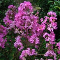 Lagerstroemia Indica Jeanne Desmartis - Lilas Des Indes