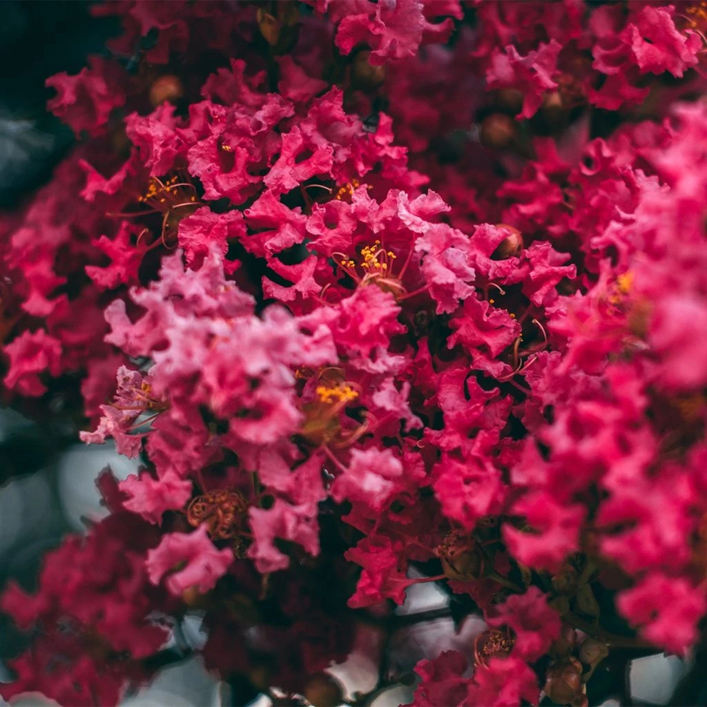 Lilas Des Indes - Lagerstroemia Indica Midnight Magic 1 Lilas Des Indes - Lagerstroemia Indica Midnight Magic