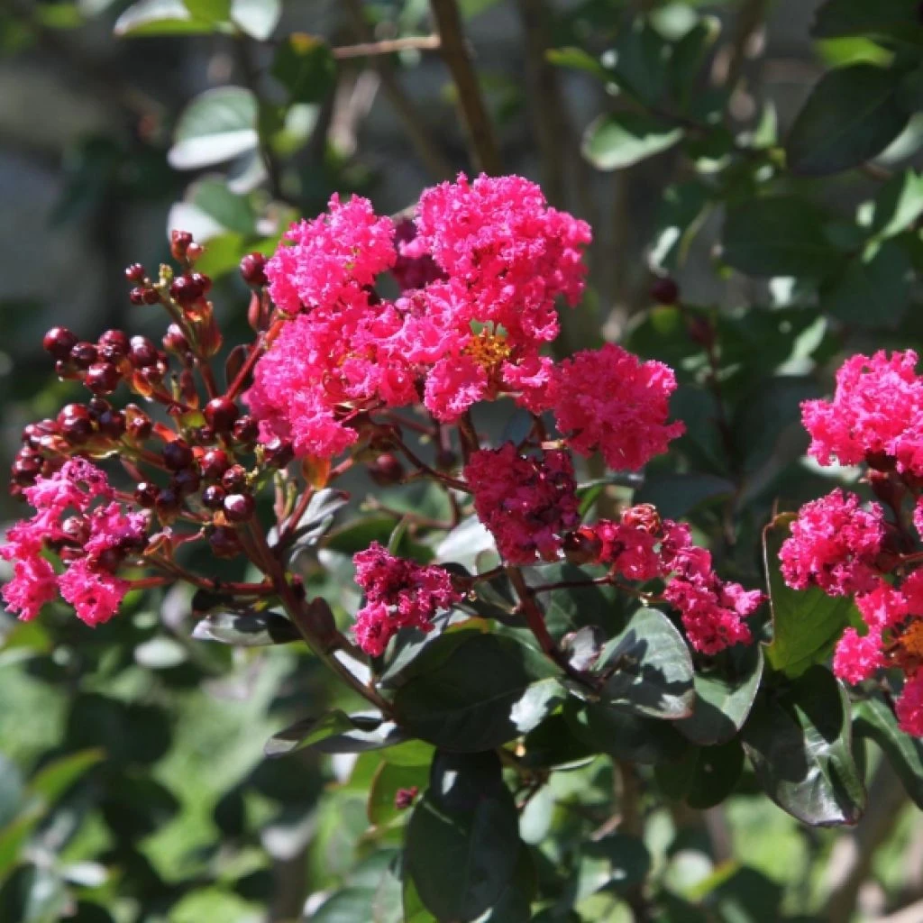 Lagerstroemia Indica Pink Velours - Lilas Des Indes 1 Lagerstroemia Indica Pink Velours - Lilas Des Indes