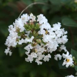 Lagerstroemia Indica Pixie White - Lilas Des Indes
