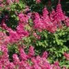 Lagerstroemia Indica Rose Fuchsia - Lilas Des Indes