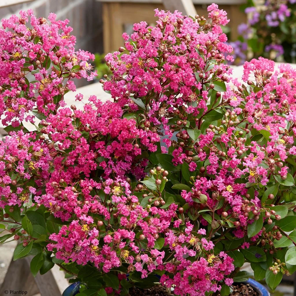 Lagerstroemia Indica With Love Kiss Milarosso - Lilas Des Indes 1 Lagerstroemia Indica With Love Kiss Milarosso - Lilas Des Indes