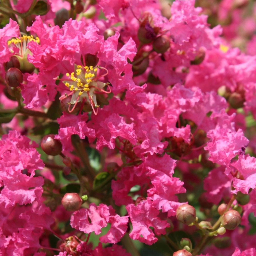 Lagerstroemia Indica Yang Tse - Lilas Des Indes 1 Lagerstroemia Indica Yang Tse - Lilas Des Indes