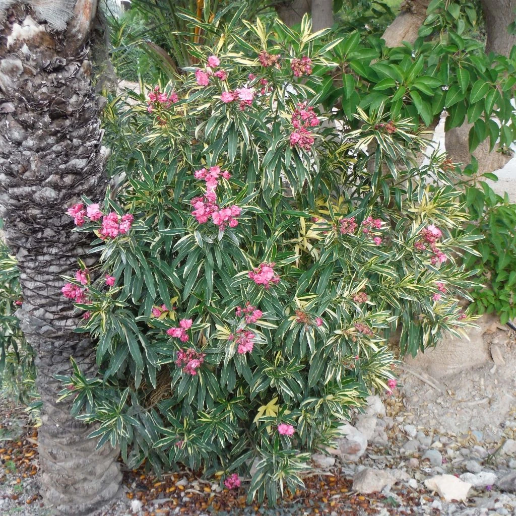 Laurier Rose Variegata - Nerium Oleander 1 Laurier Rose Variegata - Nerium Oleander