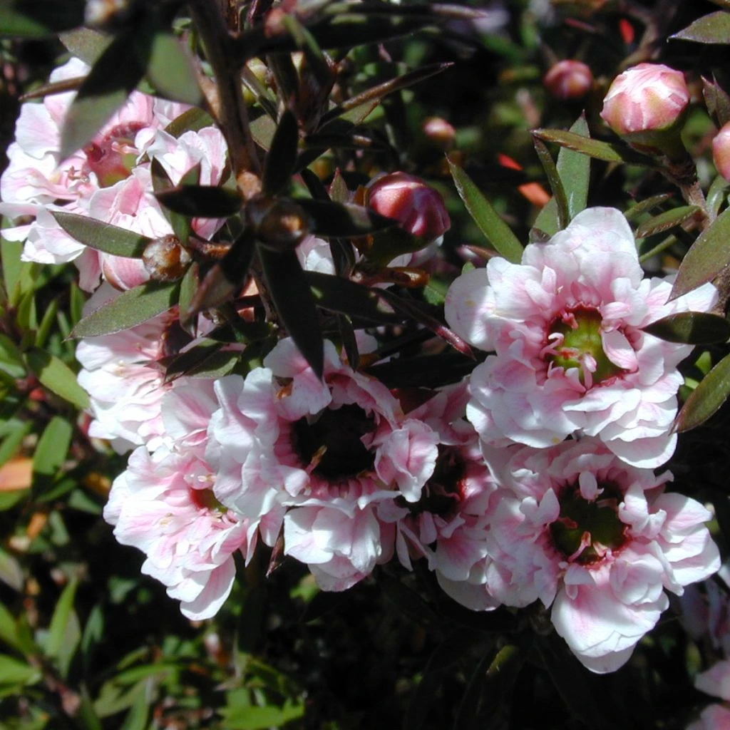 Leptospermum Scoparium Apple Blossom - Arbre à Thé De Nouvelle-Zélande 1 Leptospermum Scoparium Apple Blossom - Arbre à Thé De Nouvelle-Zélande