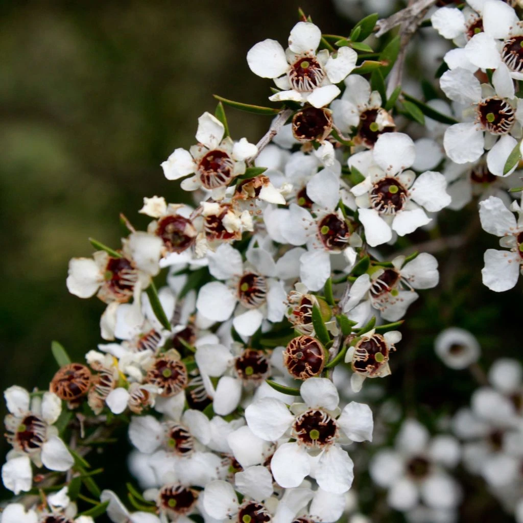 Leptospermum Scoparium Blanc 1 Leptospermum Scoparium Blanc