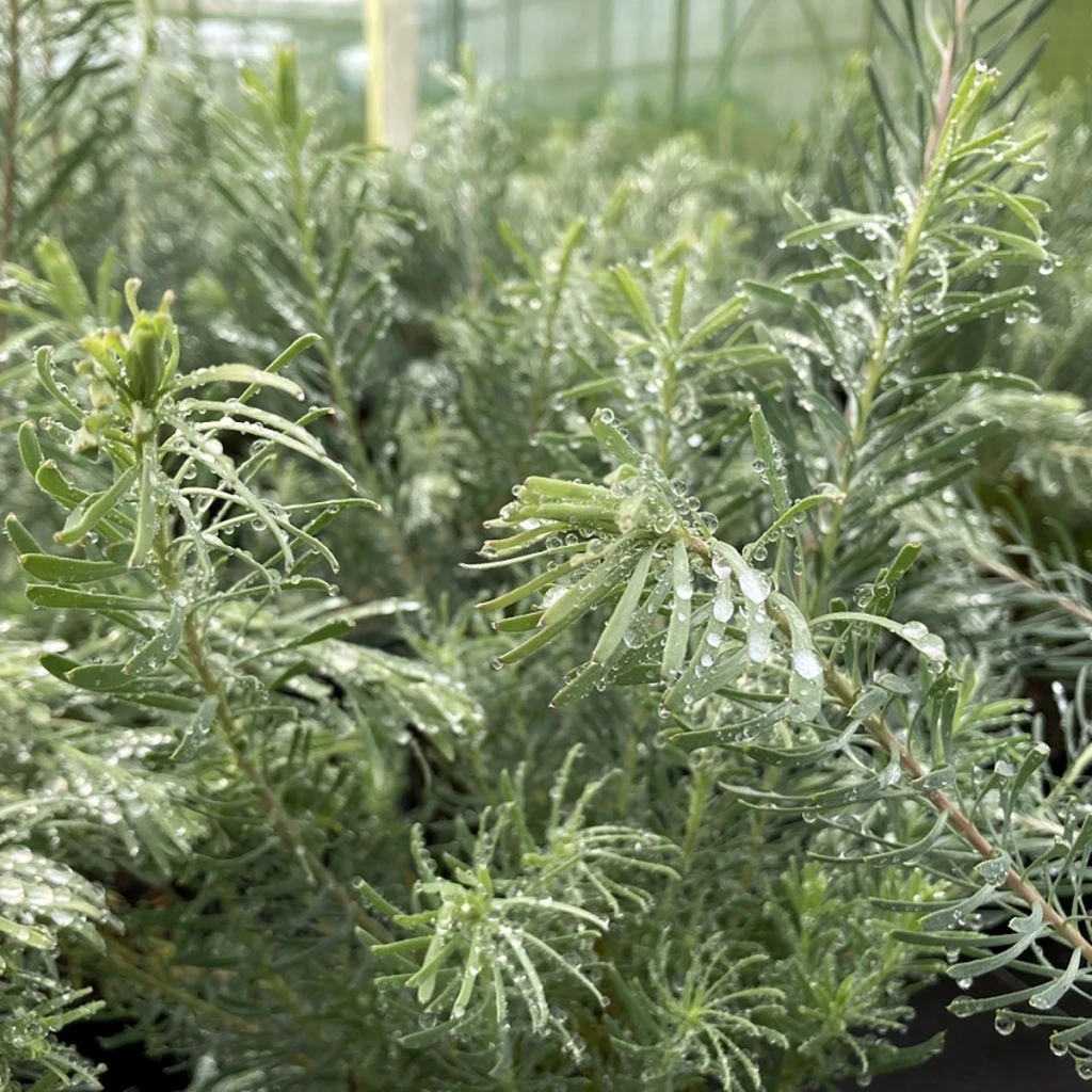 Leucadendron Galpinii Carlin 1 Leucadendron Galpinii Carlin