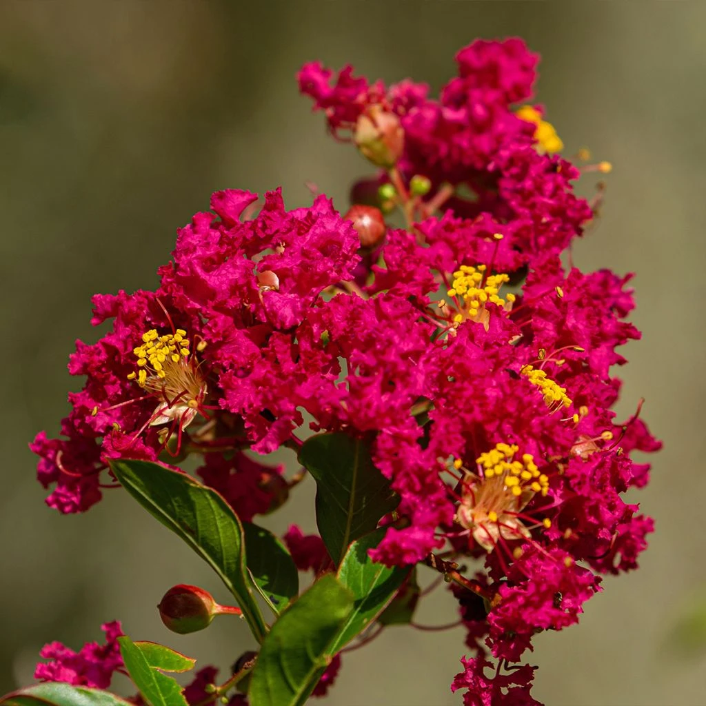 Lilas Des Indes - Lagerstroemia Indica Caroline Beauty 1 Lilas Des Indes - Lagerstroemia Indica Caroline Beauty