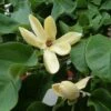 Magnolia Brooklynensis Yellow Bird