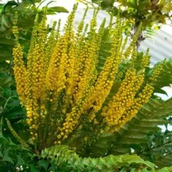 Mahonia Bealei