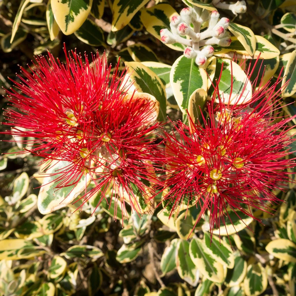 Metrosideros Excelsa Aureomarginata Ou M. Kermadecensis Variegata - Arbre De Noël De Nouvelle-Zélande 1 Metrosideros Excelsa Aureomarginata Ou M. Kermadecensis Variegata - Arbre De Noël De Nouvelle-Zélande