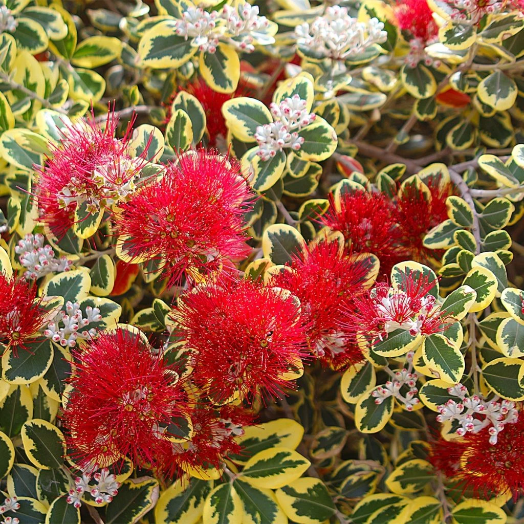 Metrosideros Kermadecensis Sunninghill 1 Metrosideros Kermadecensis Sunninghill