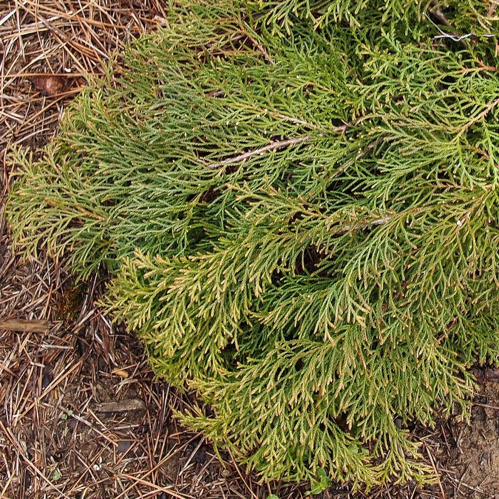 Cyprès De Sibérie - Microbiota Decussata Fuzzball 1 Cyprès De Sibérie - Microbiota Decussata Fuzzball