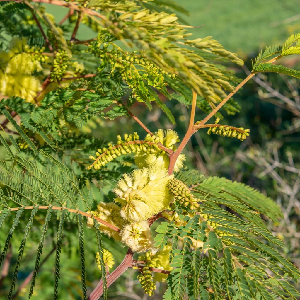 Paraserianthes Lophantha - Acacia Du Cap 1 Paraserianthes Lophantha - Acacia Du Cap