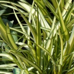 Phormium Cream Delight - Lin Des Montagnes.