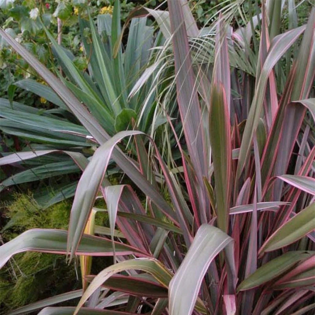 Phormium Pink Stripe - Lin De Nouvelle-Zélande 1 Phormium Pink Stripe - Lin De Nouvelle-Zélande