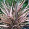 Phormium Rainbow Sunrise - Lin De Nouvelle-Zélande