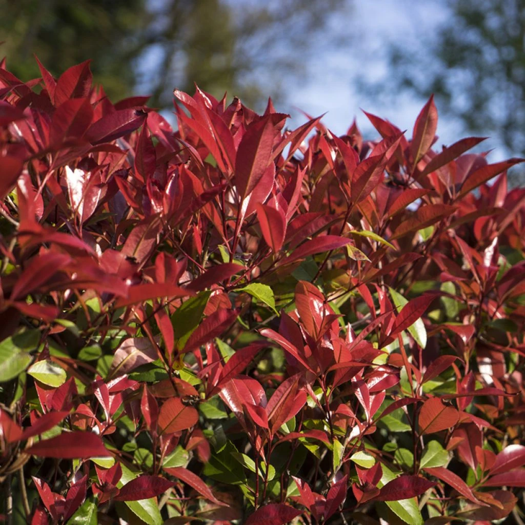 Photinia Fraseri Devil's Dream 1 Photinia Fraseri Devil's Dream