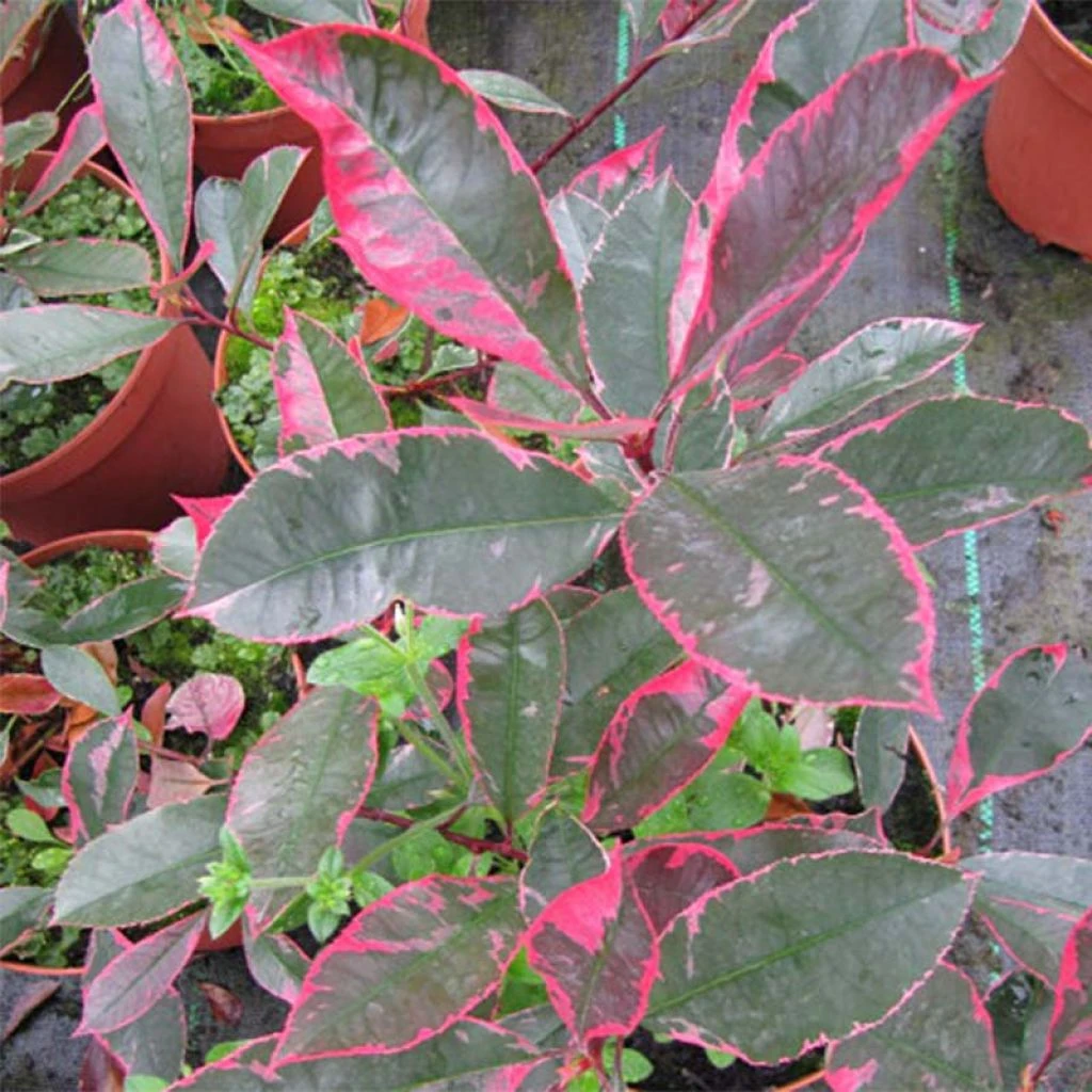 Photinia Fraseri Louise 1 Photinia Fraseri Louise