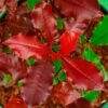 Photinia X Fraseri Magical Volcano