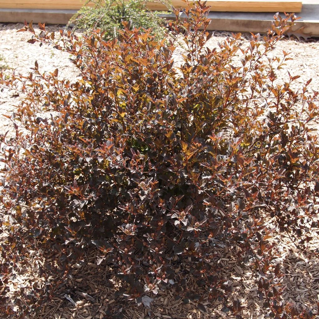 Physocarpus Opulifolius Little Devil 1 Physocarpus Opulifolius Little Devil