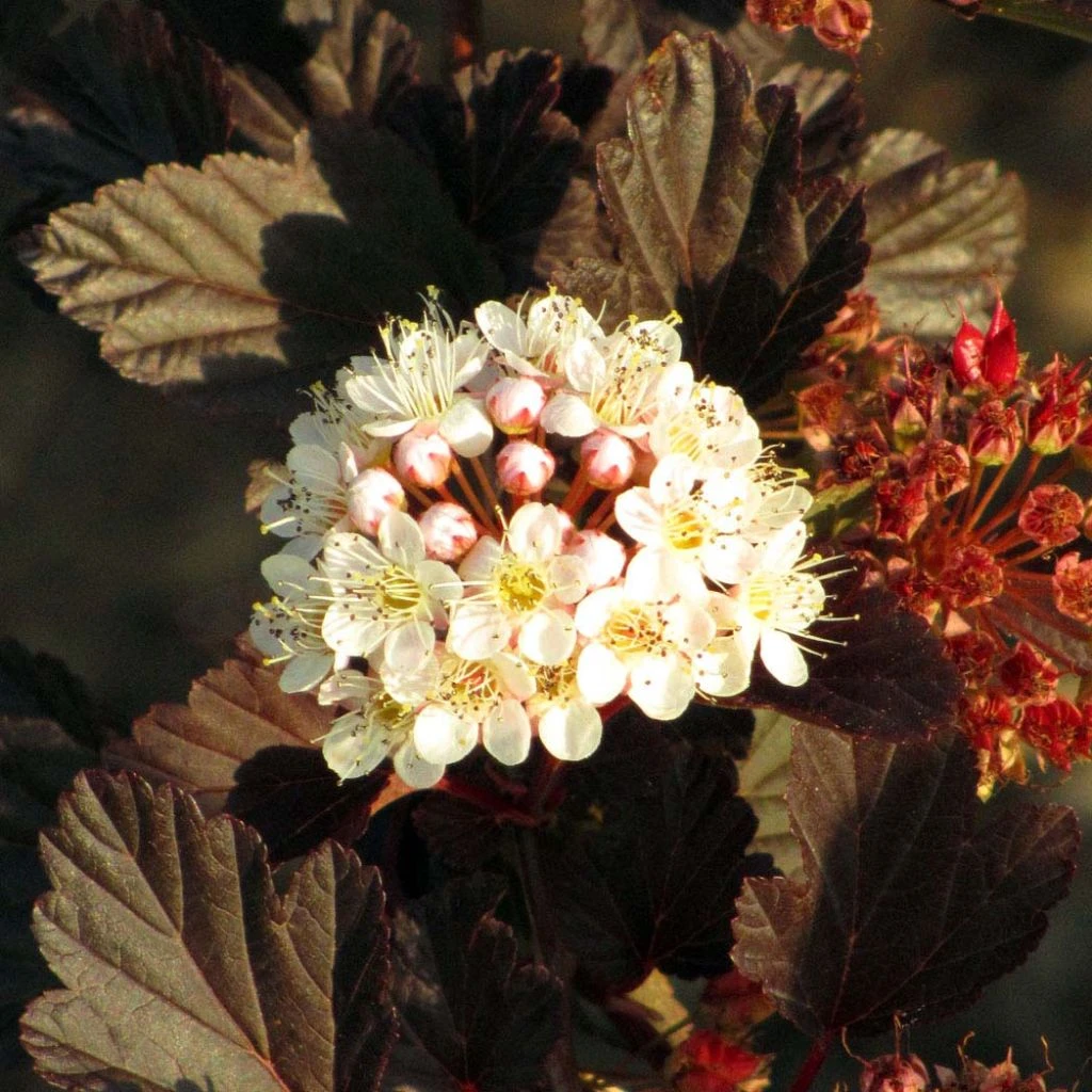 Physocarpus Opulifolius Summer Wine 1 Physocarpus Opulifolius Summer Wine
