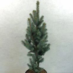 Epicea Bleu - Picea Pungens Iseli Fastigiate
