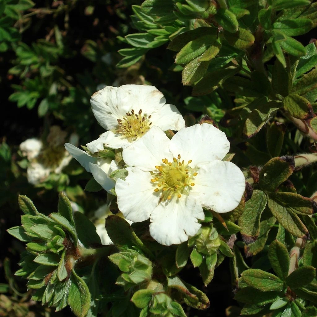 Potentilla Fruticosa Tilford Cream- Potentille Arbustive 1 Potentilla Fruticosa Tilford Cream- Potentille Arbustive