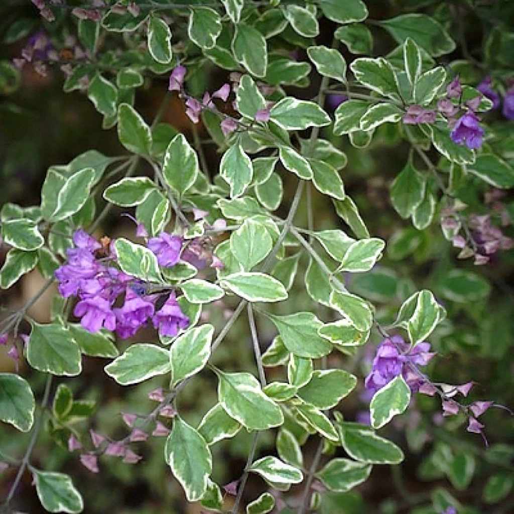 Prostanthera Rotundifolia Variegata - Menthe Australienne 1 Prostanthera Rotundifolia Variegata - Menthe Australienne