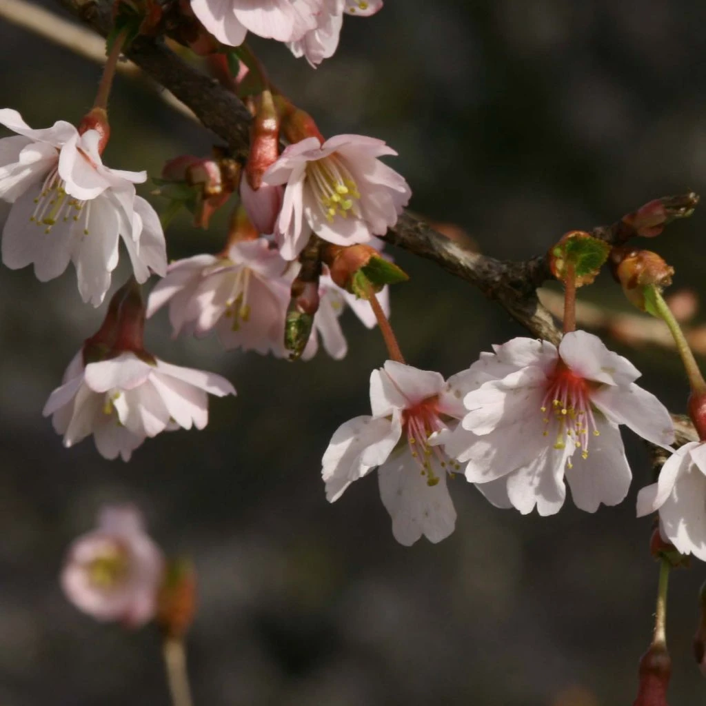 Cerisier à Fleurs Du Japon Nain - Prunus Incisa Mikinori 1 Cerisier à Fleurs Du Japon Nain - Prunus Incisa Mikinori