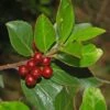 Rhamnus Alaternus - Alaterne