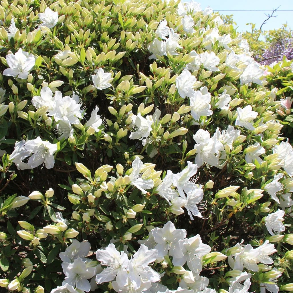 Azalée Du Japon Luzi - Rhododendron Hybride 1 Azalée Du Japon Luzi - Rhododendron Hybride