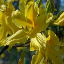 Azalée De Chine - Rhododendron Luteum
