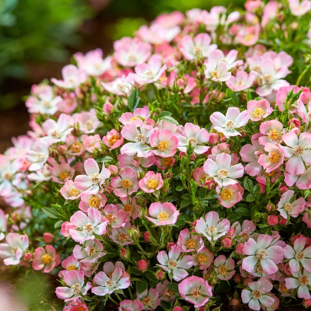 Rosier Miniature Cutie Pie 1 Rosier Miniature Cutie Pie