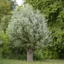 Salix Alba Liempde - Saule Blanc, Argenté