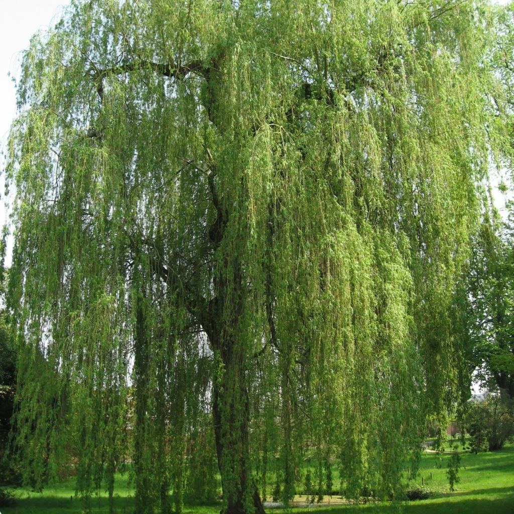 Saule Pleureur - Salix Alba Tristis 1 Saule Pleureur - Salix Alba Tristis
