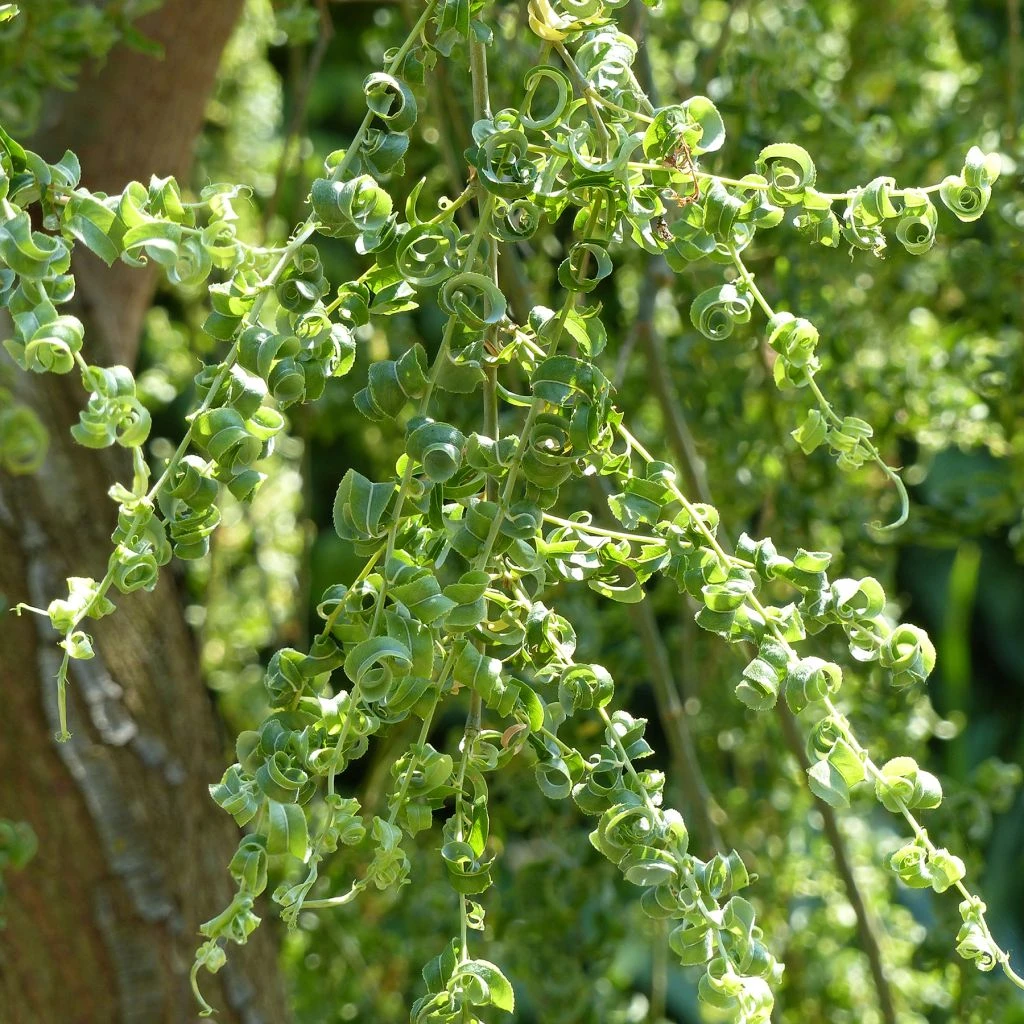 Salix Babylonica Crispa 1 Salix Babylonica Crispa