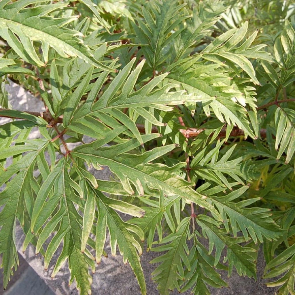 Sureau à Grappes - Sambucus Racemosa Sutherland Gold 1 Sureau à Grappes - Sambucus Racemosa Sutherland Gold