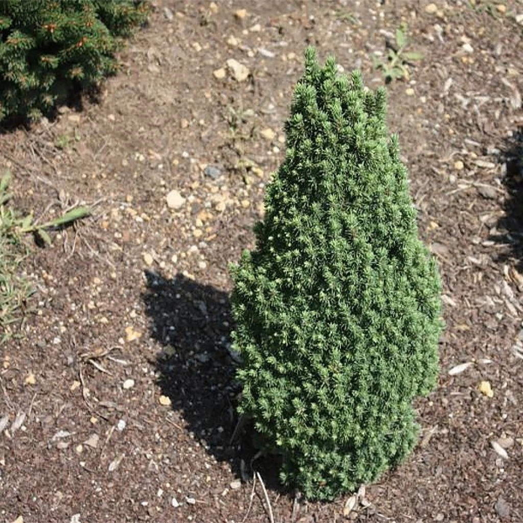 Epinette Blanche - Picea Glauca Piccolo 1 Epinette Blanche - Picea Glauca Piccolo