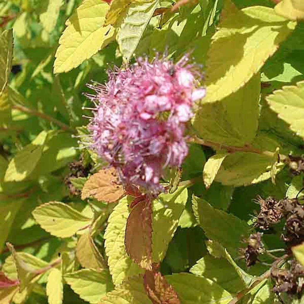 Spirée Japonaise Golden Princess - Spiraea Japonica 1 Spirée Japonaise Golden Princess - Spiraea Japonica