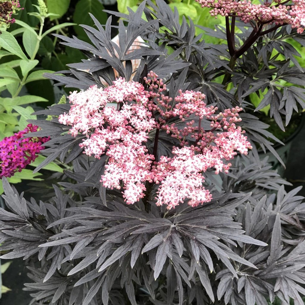 Sureau Noir - Sambucus Nigra Straight Laced 1 Sureau Noir - Sambucus Nigra Straight Laced
