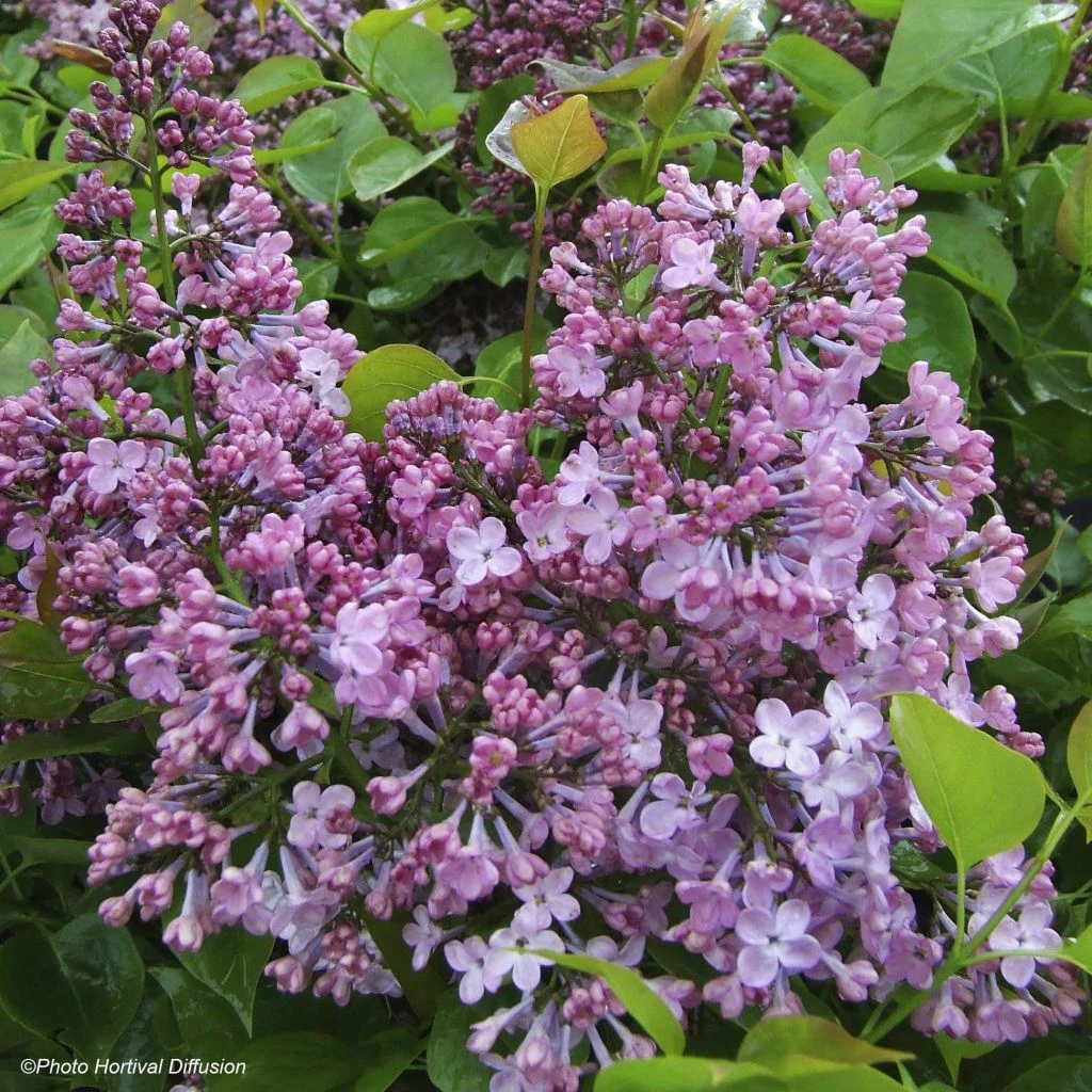 Lilas à Fleurs De Jacinthe - Syringa Hyacinthiflora Maiden's Blush 1 Lilas à Fleurs De Jacinthe - Syringa Hyacinthiflora Maiden's Blush